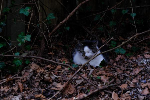  <strong>- Date</strong>: March 11, 2024 <br> <strong>- Exposure Time </strong>: 1/125 <br> <strong>- Focal Length </strong>: 68 mm <br> <strong> - ISO</strong>: 500 <br>