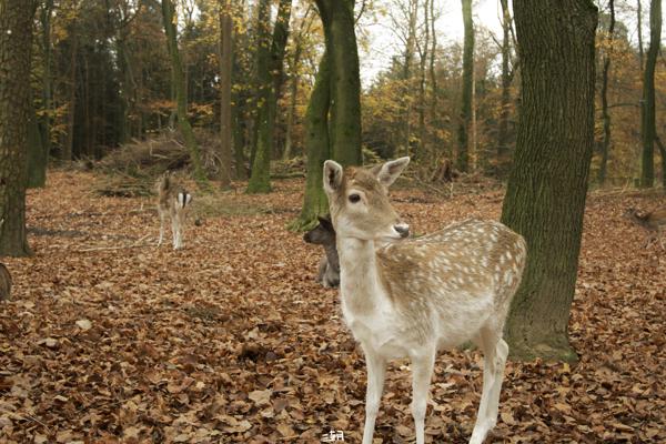  <strong>- Date</strong>: November 16, 2024 <br> <strong>- Exposure Time </strong>: 1/60 <br> <strong>- Focal Length </strong>: 51 mm <br> <strong> - ISO</strong>: 1600 <br>