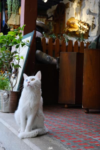  <strong>- Date</strong>: September 08, 2024 <br> <strong>- Exposure Time </strong>: 1/180 <br> <strong>- Focal Length </strong>: 58 mm <br> <strong> - ISO</strong>: 2500 <br>