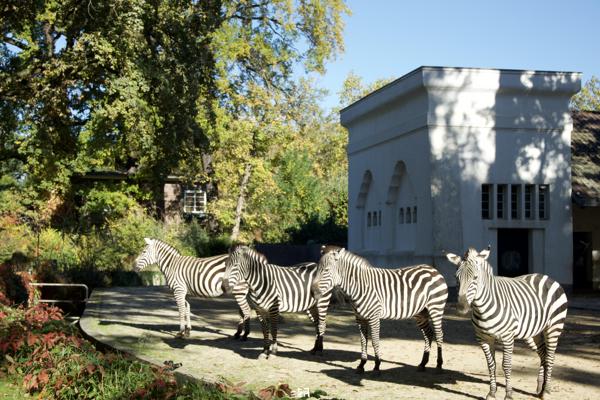  <strong>- Date</strong>: October 24, 2024 <br> <strong>- Exposure Time </strong>: 1/2000 <br> <strong>- Focal Length </strong>: 56 mm <br> <strong> - ISO</strong>: 2000 <br>