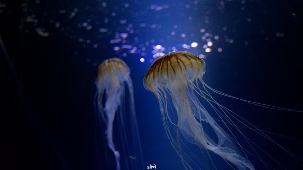  <strong>- Date</strong>: October 24, 2024 <br> <strong>- Exposure Time </strong>: 1/60 <br> <strong>- Focal Length </strong>: 33 mm <br> <strong> - ISO</strong>: 2500 <br>