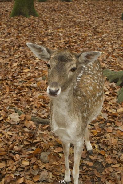  <strong>- Date</strong>: November 16, 2024 <br> <strong>- Exposure Time </strong>: 1/60 <br> <strong>- Focal Length </strong>: 58 mm <br> <strong> - ISO</strong>: 1600 <br>