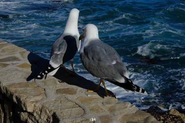  <strong>- Date</strong>: December 27, 2025 <br> <strong>- Exposure Time </strong>: 1/1000 <br> <strong>- Focal Length </strong>: 68 mm <br> <strong> - ISO</strong>: 1000 <br>