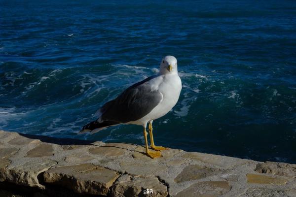  <strong>- Date</strong>: December 27, 2025 <br> <strong>- Exposure Time </strong>: 1/1000 <br> <strong>- Focal Length </strong>: 68 mm <br> <strong> - ISO</strong>: 1000 <br>