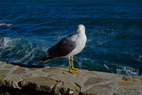  <strong>- Date</strong>: December 27, 2025 <br> <strong>- Exposure Time </strong>: 1/1000 <br> <strong>- Focal Length </strong>: 68 mm <br> <strong> - ISO</strong>: 1000 <br>