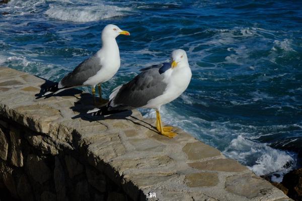  <strong>- Date</strong>: December 27, 2025 <br> <strong>- Exposure Time </strong>: 1/1000 <br> <strong>- Focal Length </strong>: 65 mm <br> <strong> - ISO</strong>: 1000 <br>