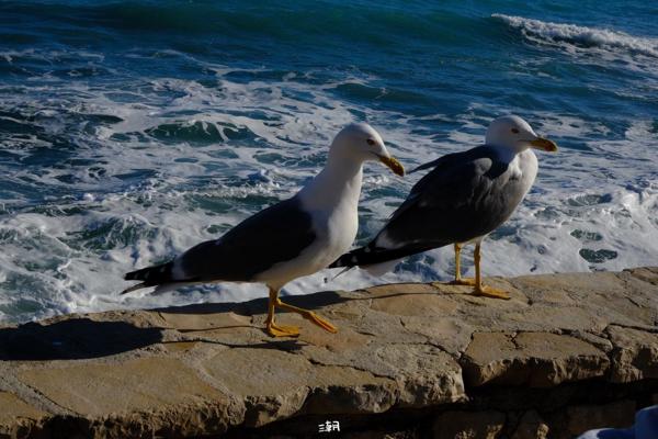  <strong>- Date</strong>: December 27, 2025 <br> <strong>- Exposure Time </strong>: 1/1000 <br> <strong>- Focal Length </strong>: 68 mm <br> <strong> - ISO</strong>: 1000 <br>