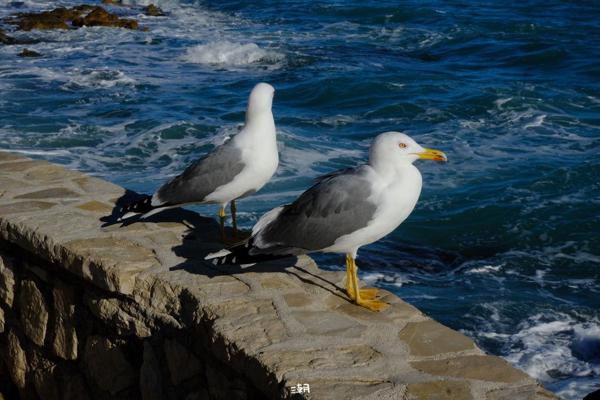  <strong>- Date</strong>: December 27, 2025 <br> <strong>- Exposure Time </strong>: 1/1000 <br> <strong>- Focal Length </strong>: 67 mm <br> <strong> - ISO</strong>: 1000 <br>