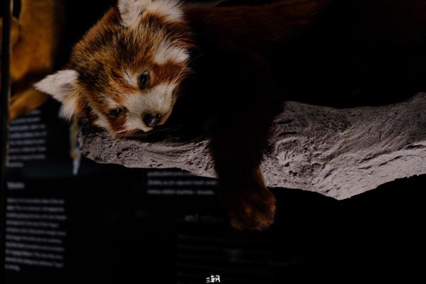  <strong>- Date</strong>: March 08, 2024 <br> <strong>- Exposure Time </strong>: 1/8 <br> <strong>- Focal Length </strong>: 63 mm <br> <strong> - ISO</strong>: 1600 <br> <br><br><strong>- Description: </strong> 不敢想象摸到真的我会有多开心