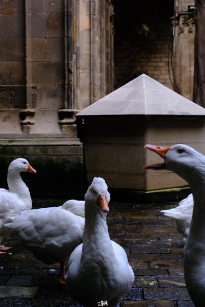  <strong>- Date</strong>: February 16, 2025 <br> <strong>- Exposure Time </strong>: 1/60 <br> <strong>- Focal Length </strong>: 67 mm <br> <strong> - ISO</strong>: 800 <br>