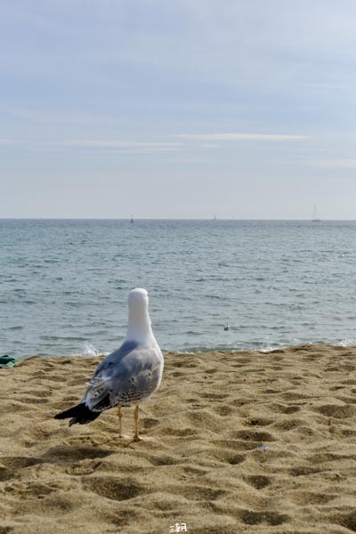  <strong>- Date</strong>: February 16, 2025 <br> <strong>- Exposure Time </strong>: 1/4000 <br> <strong>- Focal Length </strong>: 67 mm <br> <strong> - ISO</strong>: 800 <br>