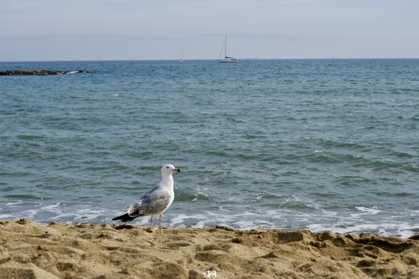  <strong>- Date</strong>: February 16, 2025 <br> <strong>- Exposure Time </strong>: 1/4000 <br> <strong>- Focal Length </strong>: 67 mm <br> <strong> - ISO</strong>: 800 <br>