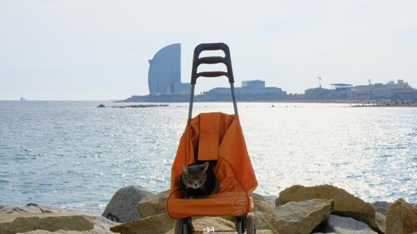  <strong>- Date</strong>: February 16, 2025 <br> <strong>- Exposure Time </strong>: 1/500 <br> <strong>- Focal Length </strong>: 65 mm <br> <strong> - ISO</strong>: 800 <br>