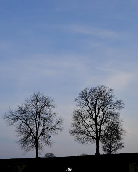  <strong>- Date</strong>: March 09, 2025 <br> <strong>- Exposure Time </strong>: 1/500 <br> <strong>- Focal Length </strong>: 35 mm <br> <strong> - ISO</strong>: 1000 <br> <br><br><strong>- Description: </strong> Near the Little Mermaid statue. The trees remind me of the blood vessel, full of vitality even in the winter.
