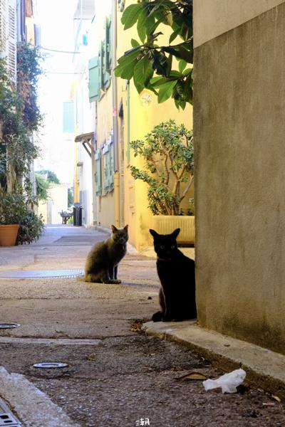  <strong>- Date</strong>: December 27, 2025 <br> <strong>- Exposure Time </strong>: 1/30 <br> <strong>- Focal Length </strong>: 68 mm <br> <strong> - ISO</strong>: 2500 <br> <br><br><strong>- Description: </strong> 优雅的法国猫猫